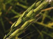 Oryza sativa L